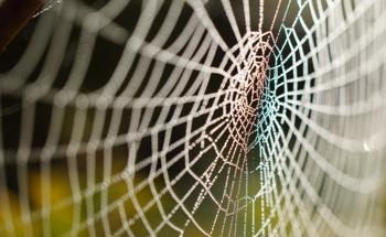 Strain Sensor Takes Inspiration from Spiderwebs and Scorpions