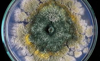 Green Synthesis of Nanoparticles for Agricultural Applications