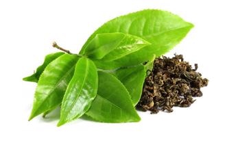 Biosynthesis of Antibacterial Nanoparticles with Green Tea Extract