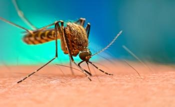 Study Uses Carbon Black as an Alternative to Insecticides