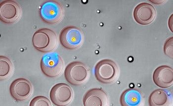 Research Shows How Genetically Modified Cells may Help to Release Antibody Drug