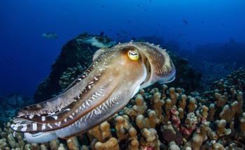 Protein-Based Photonic Nanostructures Inspired by Cephalopods