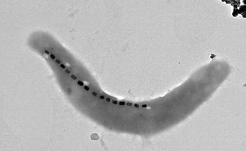 Researchers Propose New Method to Determine Features of Magnetic Nanoparticles