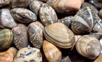 Using Proteomics to Understand the Risk of Marine Nanotoxicology