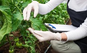 Heat Exposure Impacts Plant Protein Corona Structure in Food Nanoparticles
