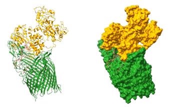 Using Cryo-Electron Microscopy to Analyze Protein–Nanoparticle Structures