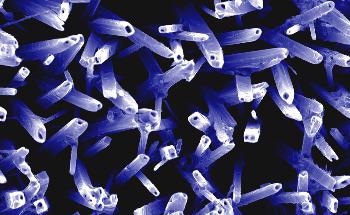 Novel Treatment Uses Undercover Nanoparticles Carrying Therapeutic Proteins to Promote Tissue, Muscle Regeneration