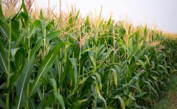 Corn Crops Benefit from Carbon Nanoparticles