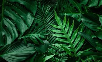 Mass Manufacture of Leaf-Like Paper Supercapacitor Electrode
