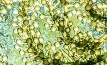Can Microalgae and Carbon Nanomaterials Help With Sustainable Science?