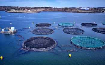 How Nanotechnology Can Make a Splash in Aquaculture