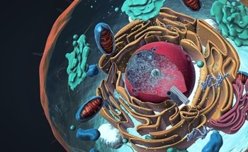 Newly Designed Nanodiamonds Could Enhance Drug Cellular Uptake