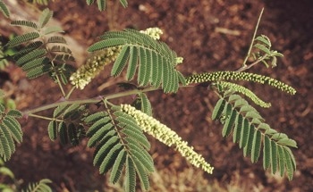 Helping Arsenic Removal Go Green with Eco-Friendly Nanoparticles