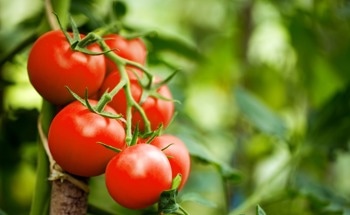 Testing Antimicrobial Nanoparticles on Tomato Plants