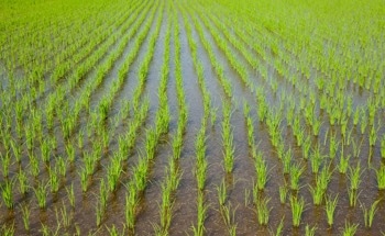 Bioengineered Nanocomposites for Control of Rice Crop Disease