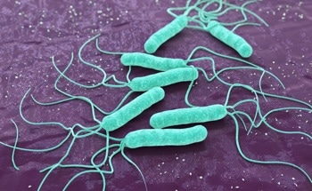 Novel FRET Immunosensor to Detect Gastric Carcinoma-Causing Bacteria