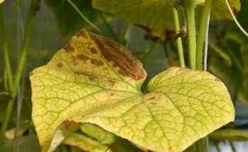 Nanotechnology: Agriculture's Double-Edged Sword To Fighting Disease