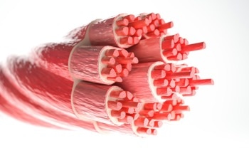 Smart Wearable Devices and Energy Generators Inspired by Muscle Fibers