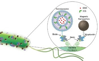 Bacteria-Based Biohybrid Microrobots Could Help Fight Cancer