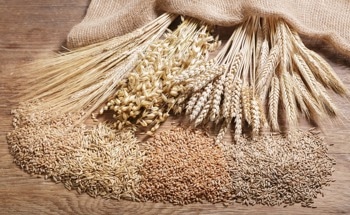 Nanoparticles Positively Impact Wheat and Barley Seed Germination