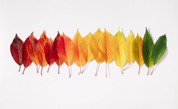 Color Change Studied in Real Time for Electrophoretic Displays