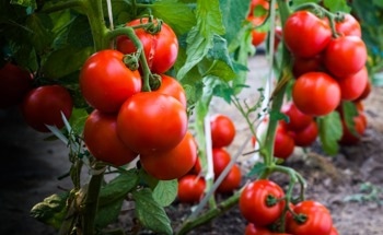 Are Copper-Based Nanopesticides For Tomato Crops Worth It?