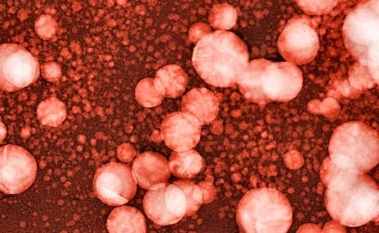 Highly Innovative "Nano-Robot" Enables Study of the Mechanical Forces Applied at Microscopic Levels