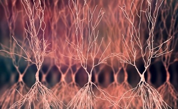 Nanoscale Thermometer Reads Temperature of Neurons Firing