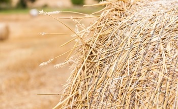 Following a Nanomaterial's Journey from Wheat to Plastics