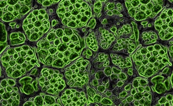 Innovative Photonic Crystal and Single Quantum Dot Imaging Platform