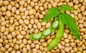 Carbon Dots Enhance Bioavailability of Nitrogen in Soybean Crops