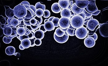 N-Doping Improves Carbon Quantum Dot Optical and Sensing Properties
