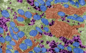 Reviewing the Fabrication of Nanopores Using TEM