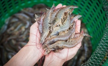 Gold Nanoparticles Help Detect Dangerous Shrimp Farming Virus