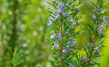 Assessment of Nanoparticles Bioengineered Using Rosemary