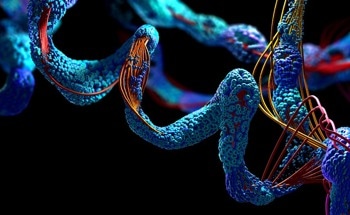 New Strategy To Help Chitosan Nanocrystals Target Cells