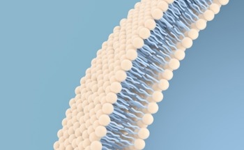 Have Cell Membrane Coated Nanoparticles Been Wrongly Understood?