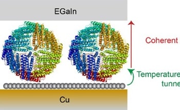 Role of Temperature on Charge Transport At Graphene–Ferritin Biomolecular Junctions
