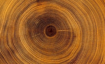 Halloysite Nanotubes Grown in ‘Tree Rings’ via Easy Method