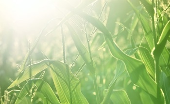 What Threat Do Nanoplastics Pose to Terrestrial Plants?