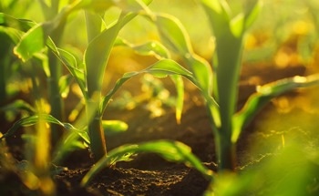 Carbon Nanoparticles Promote Growth and Enhance Crops