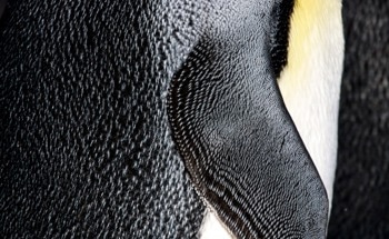 Penguin Feathers Inspire Anti-Icing Technology