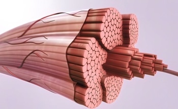 Single Fibers and Bundles Inspired by Mammalian Skeletal Muscle