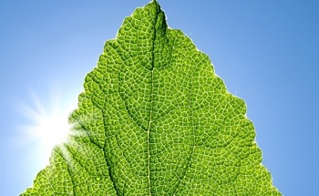 Mimicking Photosynthesis to Enhance Chemical Reactions