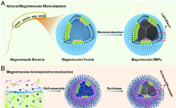 Ferromagnetic Nanoparticles Have High Tumor Penetration