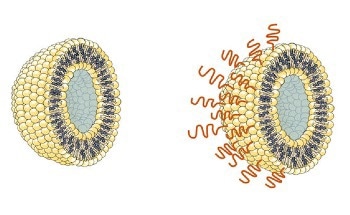 Polymer Protection for Vaccines and Drugs