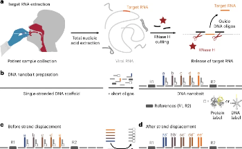 New Detection Test Uses DNA Nanobait to 'Fish' For Multiple Viruses