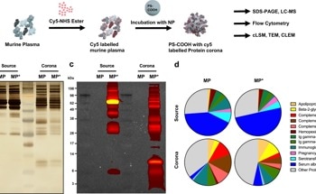 Following Nanoparticles Into Cells To Design Better Drugs