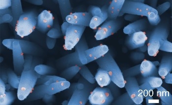 Nanowire Assay Detects Brain Tumor Biomarkers in Urine