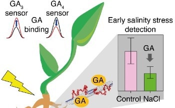 SMART Researchers Develop First Nanotube Sensors Capable of Detecting and Distinguishing Gibberellin Plant Hormones